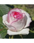 Hybrid tea rose ‘Dolce Vita’
